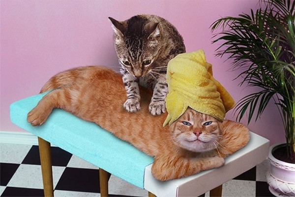 Cat grooming