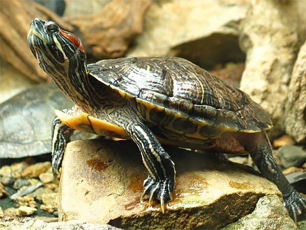 Choosing an aquarium for the Red-eared Turtle