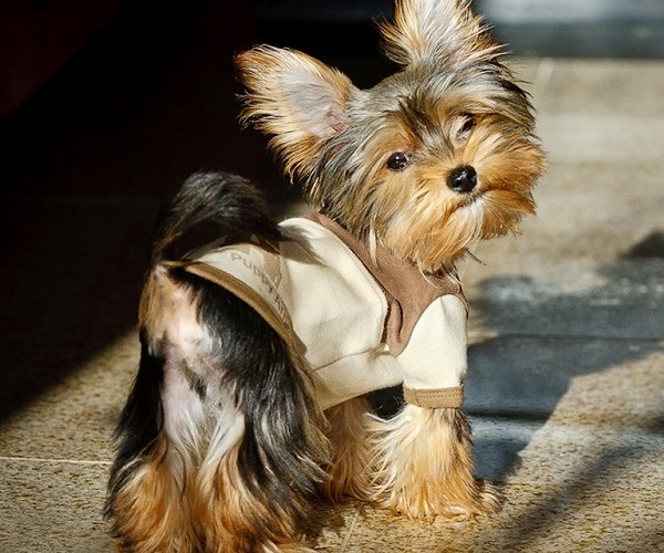 Yorkshire Terrier