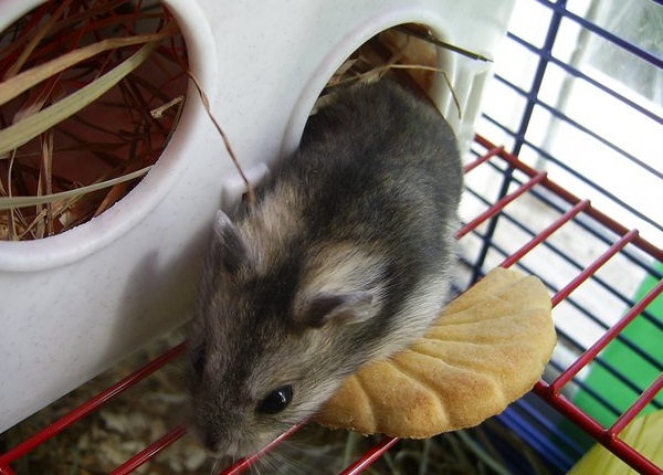 Cage for a hamster