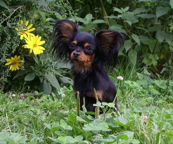 Terrier jouet russe