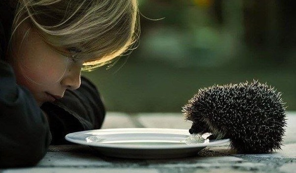 How to feed a home hedgehog