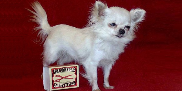 The smallest dog breeds