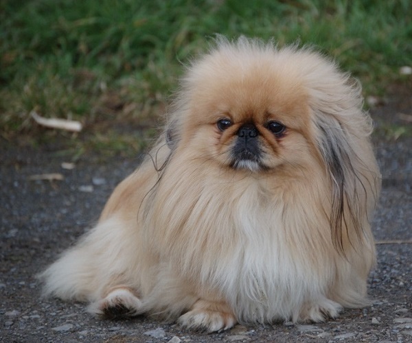 Pekingeser