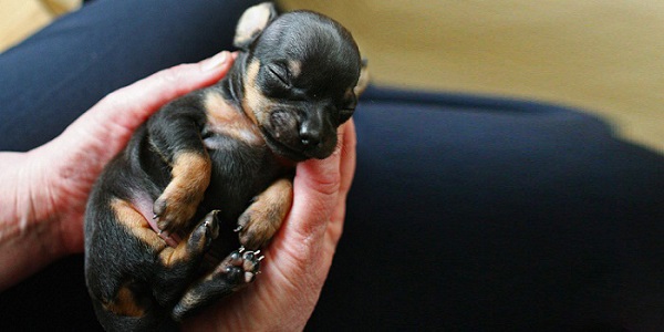 Razas de perros pequeños photo