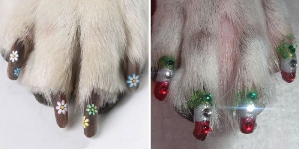 Manicure cão