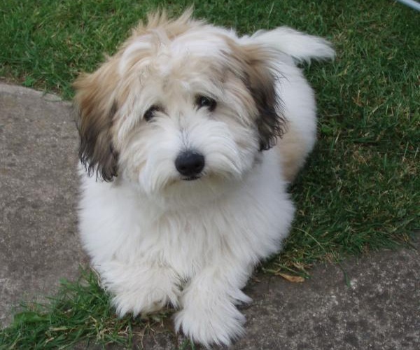 Coton de Tulear