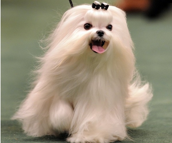 maltese