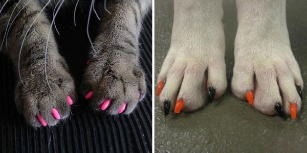 Cat manicure