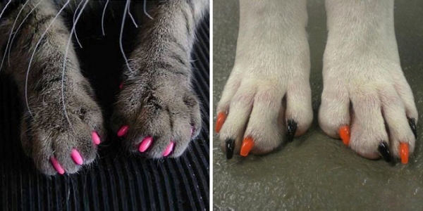 Manicura de gato