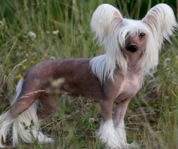 Chinese Crested