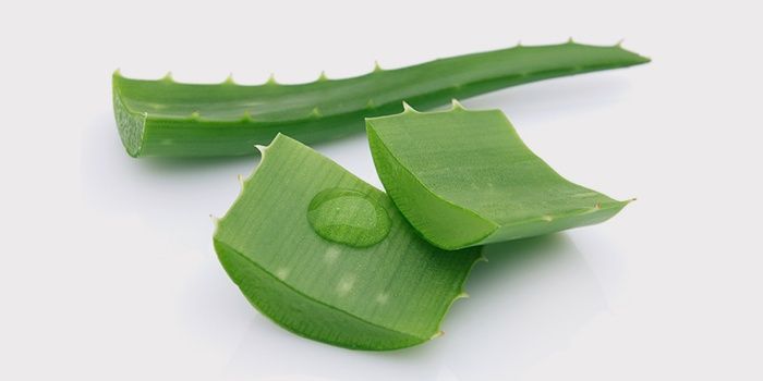 Hojas de aloe acné