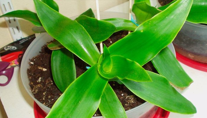 Golden mustache plant